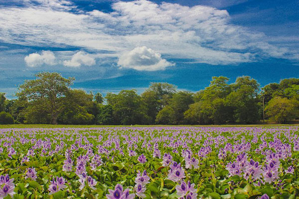 Anawilundawa Wetland Sanctuary Sri Lanka